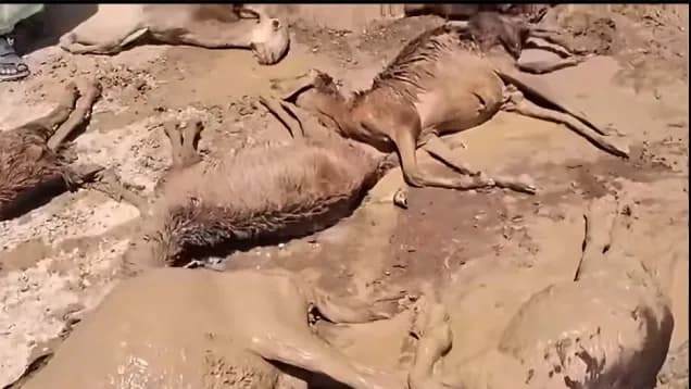 السياسة والأخبار